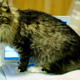 Image for article titled Study backs up what owners already know: Cats don't care